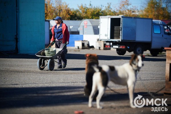 Выиграть время, чтобы вновь не оказаться на улице. Омский приют ищет опекунов для собак