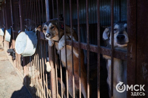Выиграть время, чтобы вновь не оказаться на улице. Омский приют ищет опекунов для собак