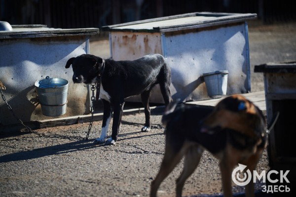 Выиграть время, чтобы вновь не оказаться на улице. Омский приют ищет опекунов для собак