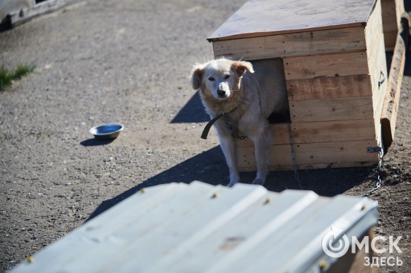 Выиграть время, чтобы вновь не оказаться на улице. Омский приют ищет опекунов для собак