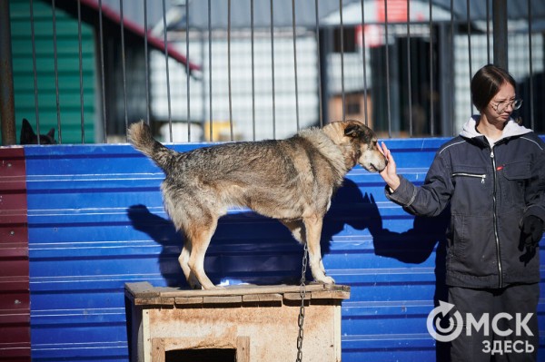 Выиграть время, чтобы вновь не оказаться на улице. Омский приют ищет опекунов для собак