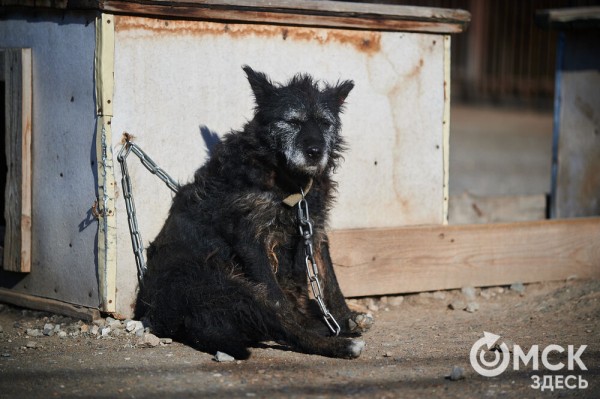 Выиграть время, чтобы вновь не оказаться на улице. Омский приют ищет опекунов для собак