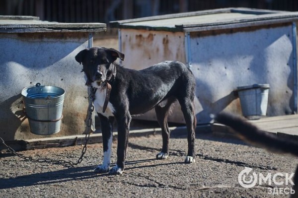 Выиграть время, чтобы вновь не оказаться на улице. Омский приют ищет опекунов для собак