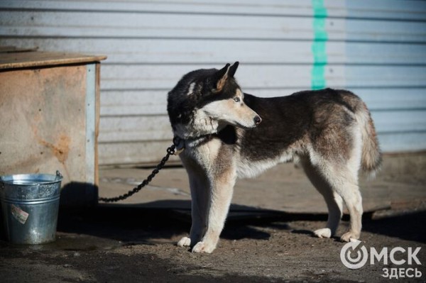 Выиграть время, чтобы вновь не оказаться на улице. Омский приют ищет опекунов для собак