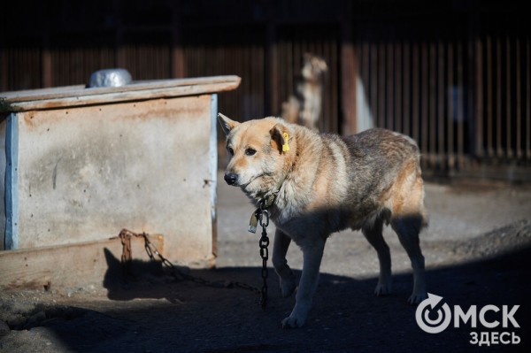 Выиграть время, чтобы вновь не оказаться на улице. Омский приют ищет опекунов для собак
