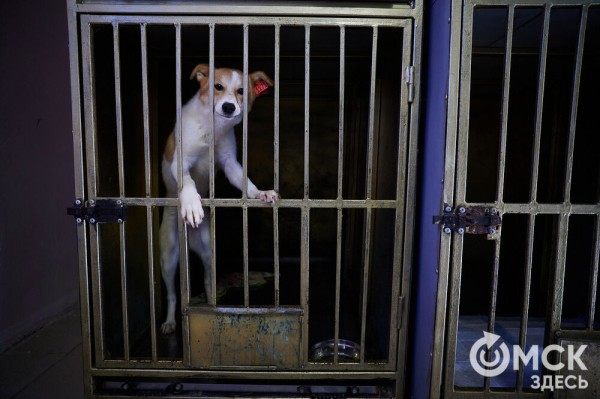 Выиграть время, чтобы вновь не оказаться на улице. Омский приют ищет опекунов для собак