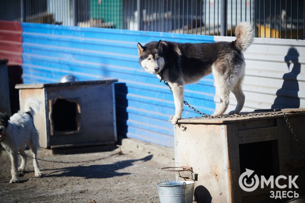 Выиграть время, чтобы вновь не оказаться на улице. Омский приют ищет опекунов для собак