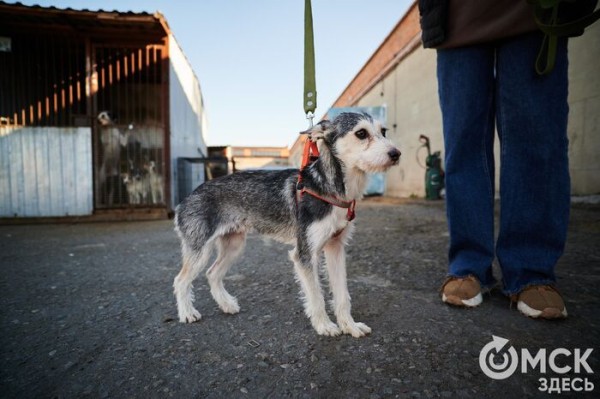 Выиграть время, чтобы вновь не оказаться на улице. Омский приют ищет опекунов для собак