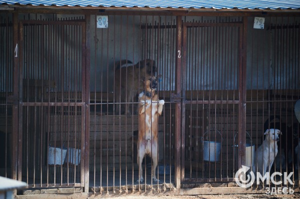 Выиграть время, чтобы вновь не оказаться на улице. Омский приют ищет опекунов для собак