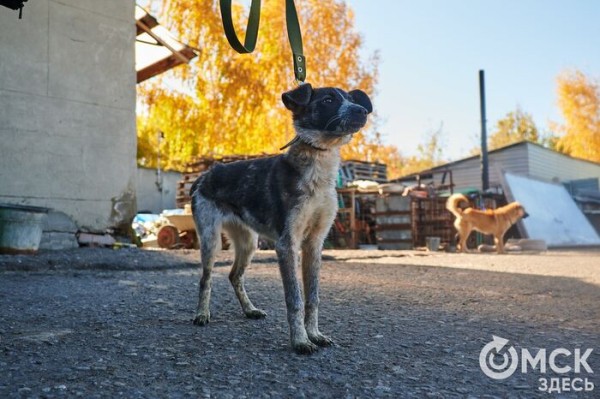 Выиграть время, чтобы вновь не оказаться на улице. Омский приют ищет опекунов для собак