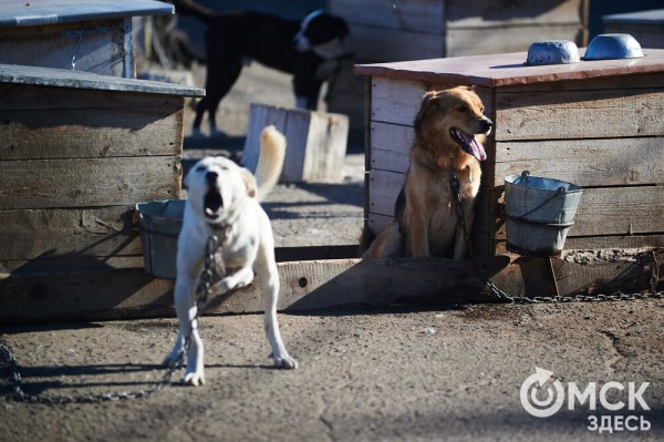 Выиграть время, чтобы вновь не оказаться на улице. Омский приют ищет опекунов для собак