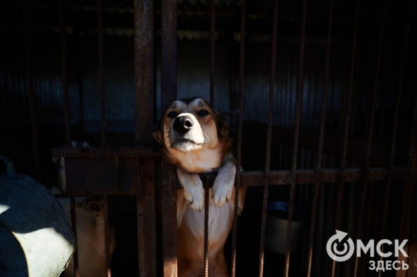 Выиграть время, чтобы вновь не оказаться на улице. Омский приют ищет опекунов для собак