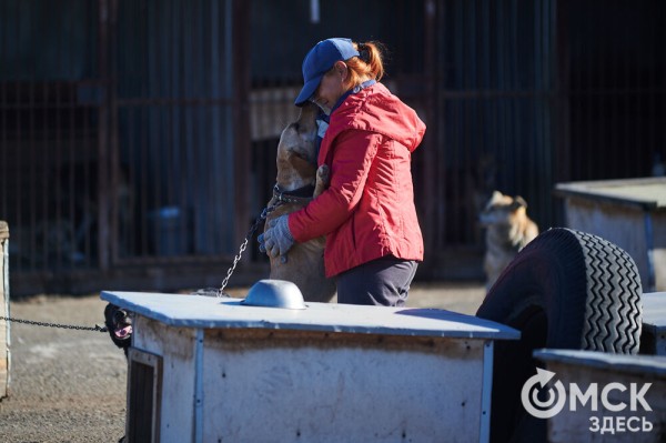 Выиграть время, чтобы вновь не оказаться на улице. Омский приют ищет опекунов для собак