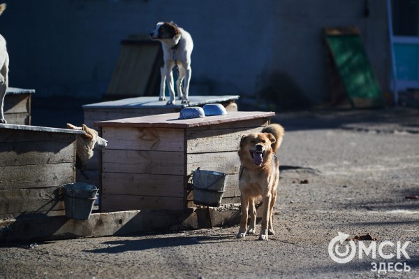 Выиграть время, чтобы вновь не оказаться на улице. Омский приют ищет опекунов для собак