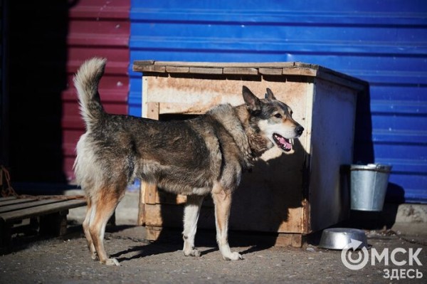 Выиграть время, чтобы вновь не оказаться на улице. Омский приют ищет опекунов для собак