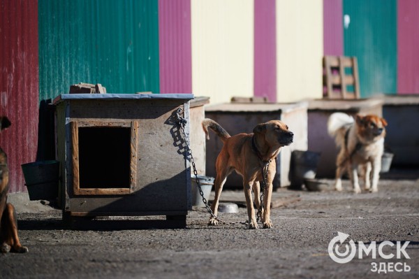 Выиграть время, чтобы вновь не оказаться на улице. Омский приют ищет опекунов для собак