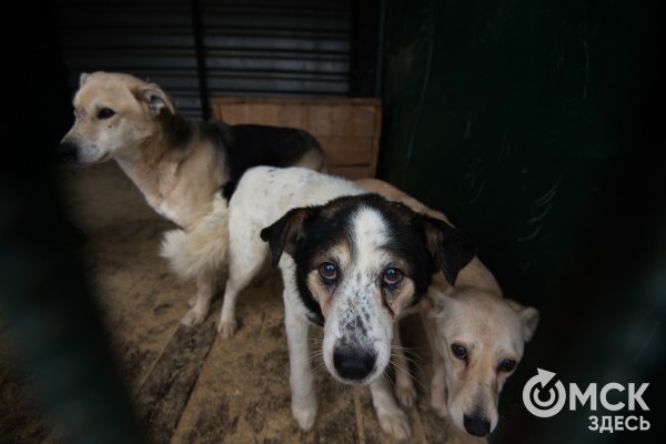 Приют для животных "Теремок" просит омичей о помощи