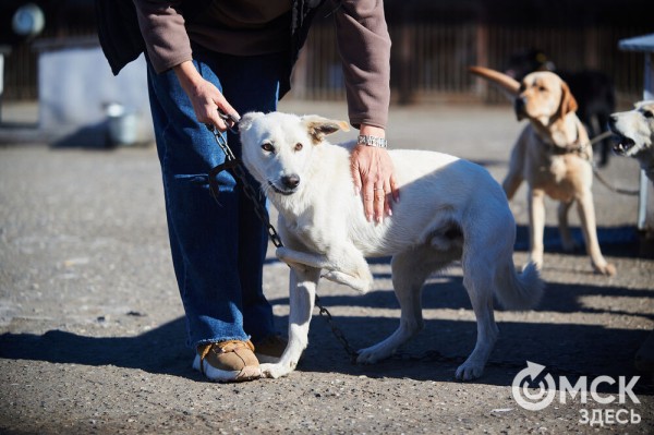 Выиграть время, чтобы вновь не оказаться на улице. Омский приют ищет опекунов для собак