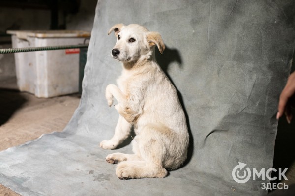 Приют для животных "Теремок" просит омичей о помощи