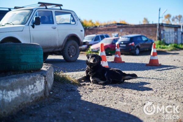 Выиграть время, чтобы вновь не оказаться на улице. Омский приют ищет опекунов для собак