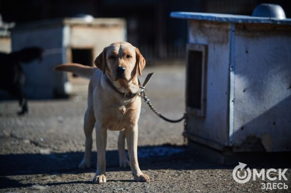 Выиграть время, чтобы вновь не оказаться на улице. Омский приют ищет опекунов для собак