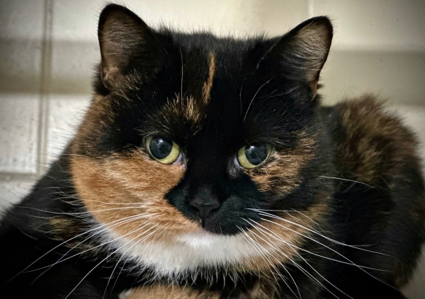 Сотрудник с улицы. В омской полиции показали трёхцветного стража порядка Фею