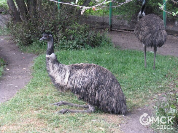 За стеклом, но на свободе. Старожилы Большереченского зоопарка празднуют новоселье