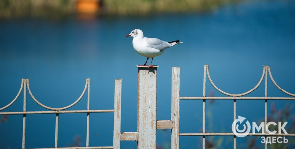 "Птичья гавань" получит собственный музей