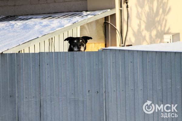 Заборный бум в Омске: история и актуальные тенденции
