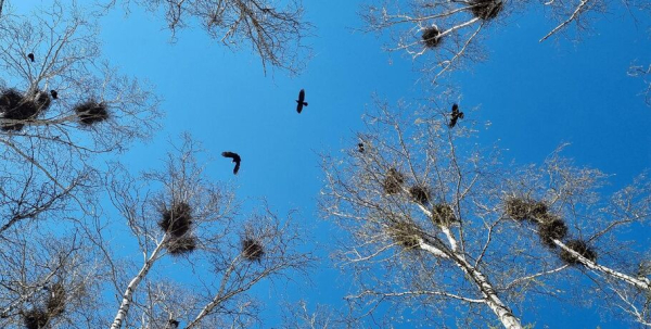 В омских лесах была замечена "птица-невидимка"