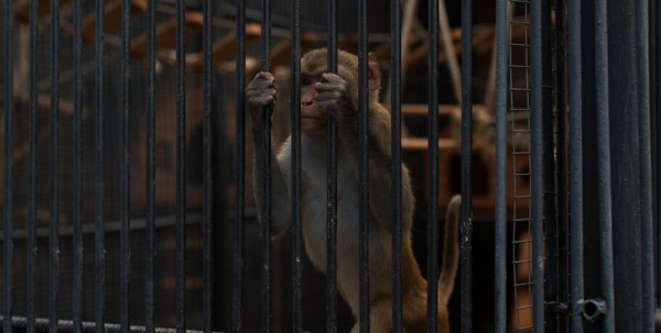 Хвостатый сынок Бони и Клайда из Большеречья заставляет себя развлекать Хвостатый сынок Бони и Клайда из Большеречья заставляет себя развлекать