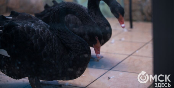 Эксцентричные обитатели городского зоопарка снова изъявили желание стать родителями