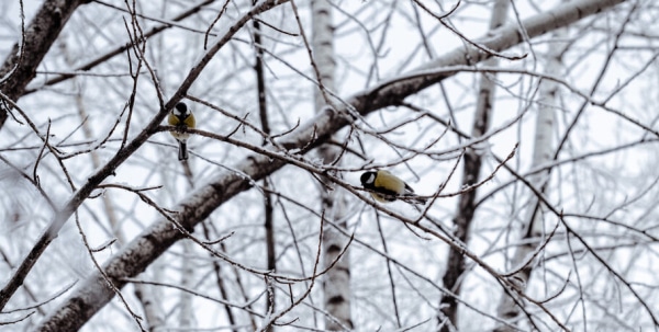 Снежные танцы: в Омске прогнозируются метели, тёплые дни и морозные ночи