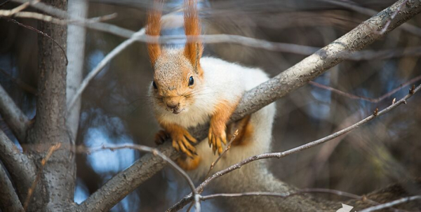 Дождь в феврале: омская погода продолжает удивлять теплом
