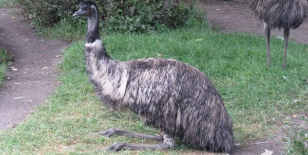 Подглядывая за всеми, или Как пара эму из Большеречья освоилась в новом вольере