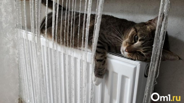 В Минэнерго сделали заявление о завершении отопительного сезона в Омске В Минэнерго сделали заявление о завершении отопительного сезона в Омске