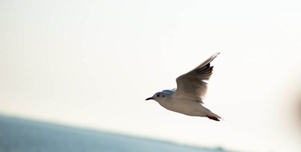 Весна пришла в Омск: вернулись журавли и хохлатая чернеть, проснулись зайки и сурки Весна пришла в Омск: вернулись журавли и хохлатая чернеть, проснулись зайки и сурки