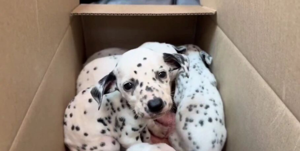 Спасённым щенкам омских далматинов дали имена