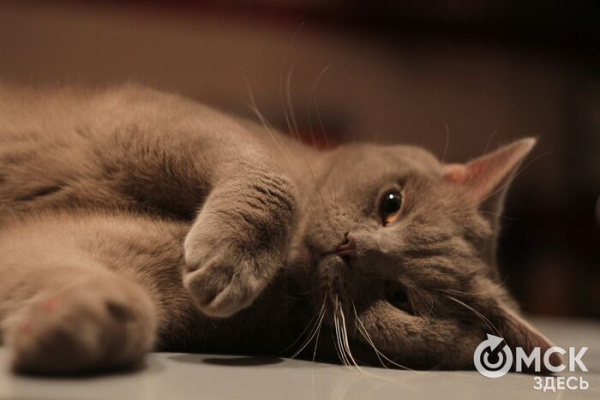 Время приключений: как отдохнуть с питомцем за границей Время приключений: как отдохнуть с питомцем за границей