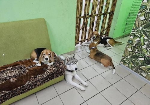 Гостиницу для животных продают под Омском