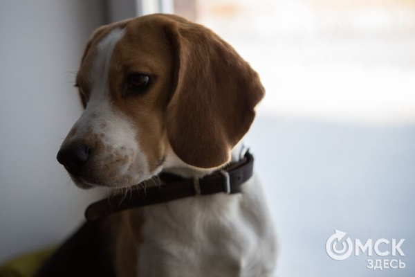 Время приключений: как отдохнуть с питомцем за границей Время приключений: как отдохнуть с питомцем за границей