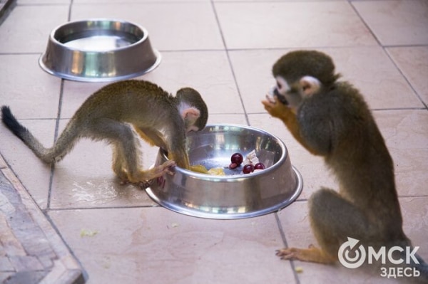 Кормить нельзя! Специалисты городского зоопарка призывают омичей к сознательности