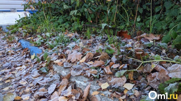 В Омске ввели запрет на сжигание сухих листьев