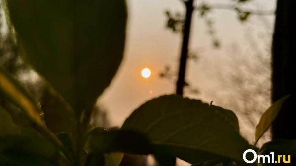 В конце апреля Омскую область накроет ещё одна напасть