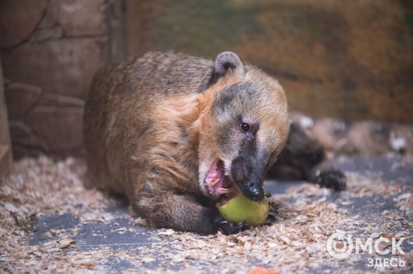 Кормить нельзя! Специалисты городского зоопарка призывают омичей к сознательности