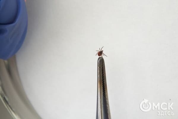 Клещи-2025: куда бежать, если вас атаковали маленькие кровопийцы