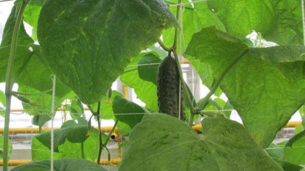 Осуждённые в омской колонии собрали первый урожай огурцов