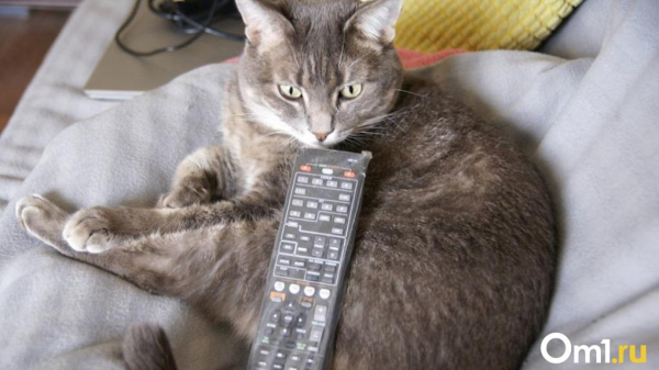 Часть омичей неделю не смогут посмотреть телевизор Часть омичей неделю не смогут посмотреть телевизор