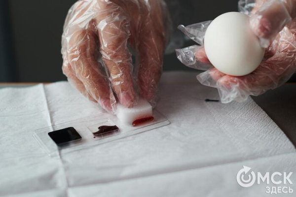 Пасхальная авантюра: забавные попытки "Омск Здесь" подготовиться к празднику Пасхальная авантюра: забавные попытки "Омск Здесь" подготовиться к празднику