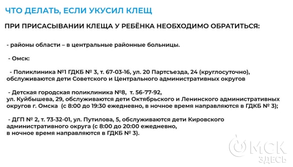 Клещи-2025: куда бежать, если вас атаковали маленькие кровопийцы